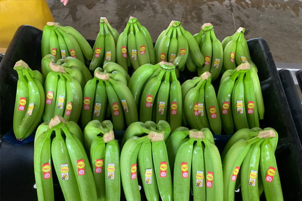 Ecuador Banana Export Company