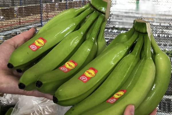 Ecuador Banana Companies